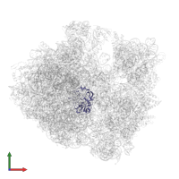 Large ribosomal subunit protein uL2 in PDB entry 5hd1, assembly 2, front view.