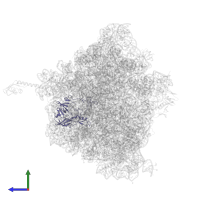 Large ribosomal subunit protein uL2 in PDB entry 5hd1, assembly 2, side view.