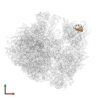 Small ribosomal subunit protein uS9 in PDB entry 5hd1, assembly 2, front view.