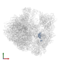 Small ribosomal subunit protein uS12 in PDB entry 5hd1, assembly 2, front view.