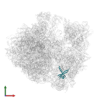 30S ribosomal protein S17 in PDB entry 5hd1, assembly 2, front view.