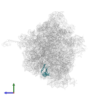 30S ribosomal protein S17 in PDB entry 5hd1, assembly 2, side view.