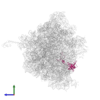 Large ribosomal subunit protein uL3 in PDB entry 5hd1, assembly 2, side view.