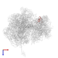 Small ribosomal subunit protein uS19 in PDB entry 5hd1, assembly 2, top view.