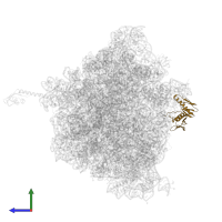 50S ribosomal protein L6 in PDB entry 5hd1, assembly 2, side view.