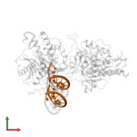 RNA (5'-R(*UP*UP*CP*CP*CP*CP*AP*CP*AP*UP*UP*(8AZ)P*GP*AP*CP*GP*UP*UP*CP*AP*GP*UP*C)-3') in PDB entry 5hp3, assembly 1, front view.