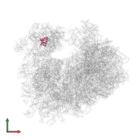 Small ribosomal subunit protein eS10A in PDB entry 5i4l, assembly 2, front view.