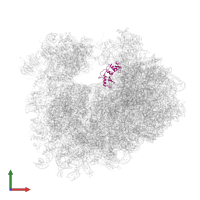 60S ribosomal protein L12 in PDB entry 5i4l, assembly 2, front view.