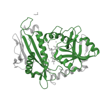 The deposited structure of PDB entry 5i5v contains 2 copies of Pfam domain PF01063 (Amino-transferase class IV) in Branched-chain-amino-acid aminotransferase, mitochondrial. Showing 1 copy in chain A.