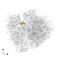 Small ribosomal subunit protein uS11 in PDB entry 5ib7, assembly 1, front view.