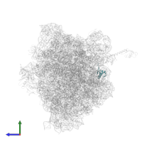 Small ribosomal subunit protein bS18 in PDB entry 5ib7, assembly 1, side view.