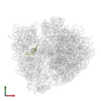 Messenger RNA in PDB entry 5ib7, assembly 1, front view.