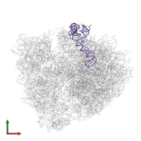 5S ribosomal RNA in PDB entry 5ib7, assembly 1, front view.