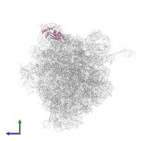 Large ribosomal subunit protein uL5 in PDB entry 5ib7, assembly 1, side view.