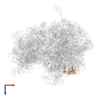 Large ribosomal subunit protein uL13 in PDB entry 5ib7, assembly 1, top view.