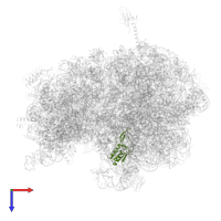 Large ribosomal subunit protein uL16 in PDB entry 5ib7, assembly 1, top view.