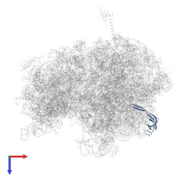 Large ribosomal subunit protein bL21 in PDB entry 5ib7, assembly 1, top view.