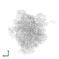 Large ribosomal subunit protein bL33 in PDB entry 5ib7, assembly 1, side view.