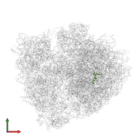 Large ribosomal subunit protein bL34 in PDB entry 5ib7, assembly 1, front view.