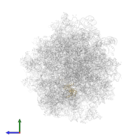 Ribosomal protein L18e/L15P domain-containing protein in PDB entry 5it7, assembly 1, side view.