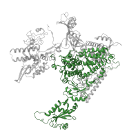 The deposited structure of PDB entry 5iy6 contains 1 copy of Pfam domain PF04998 (RNA polymerase Rpb1, domain 5) in DNA-directed RNA polymerase II subunit RPB1. Showing 1 copy in chain A.