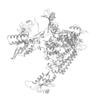 The deposited structure of PDB entry 5iy6 contains 42 copies of Pfam domain PF05001 (RNA polymerase Rpb1 C-terminal repeat) in DNA-directed RNA polymerase II subunit RPB1. Showing 42 copies in chain A (this domain is out of the observed residue ranges!).