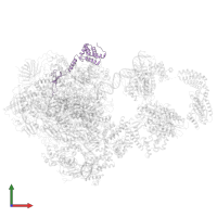 Transcription elongation factor A protein 1 in PDB entry 5iy7, assembly 1, front view.