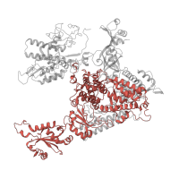 The deposited structure of PDB entry 5iyb contains 1 copy of Pfam domain PF04998 (RNA polymerase Rpb1, domain 5) in DNA-directed RNA polymerase II subunit RPB1. Showing 1 copy in chain A.