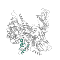 The deposited structure of PDB entry 5iyb contains 1 copy of Pfam domain PF04567 (RNA polymerase Rpb2, domain 5) in DNA-directed RNA polymerase II subunit RPB2. Showing 1 copy in chain B.