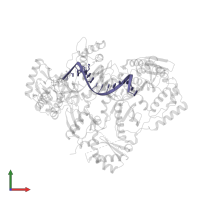 DNA (5'-D(*AP*CP*AP*GP*TP*CP*CP*CP*TP*GP*TP*TP*CP*GP*GP*(MRG)P*CP*GP*CP*CP*(6FM)P*(6FM))-3') in PDB entry 5j2q, assembly 1, front view.