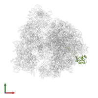 Large ribosomal subunit protein uL4 in PDB entry 5j88, assembly 1, front view.