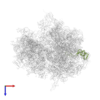 Large ribosomal subunit protein uL4 in PDB entry 5j88, assembly 1, top view.