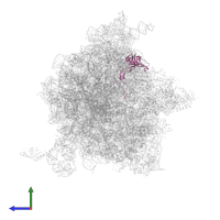 Large ribosomal subunit protein uL3 in PDB entry 5j91, assembly 1, side view.