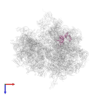 Large ribosomal subunit protein uL3 in PDB entry 5j91, assembly 1, top view.