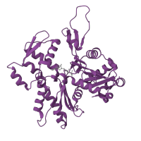 The deposited structure of PDB entry 5jlh contains 5 copies of Pfam domain PF00022 (Actin) in Actin, cytoplasmic 2. Showing 1 copy in chain A.