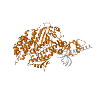 The deposited structure of PDB entry 5jlh contains 2 copies of Pfam domain PF00063 (Myosin head (motor domain)) in Alpha-actinin A. Showing 1 copy in chain F.