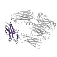 The deposited structure of PDB entry 5jtw contains 2 copies of Pfam domain PF17791 (Macroglobulin domain MG3) in Complement C4 beta chain. Showing 1 copy in chain A.