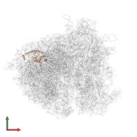 Large ribosomal subunit protein uL13A in PDB entry 5juo, assembly 1, front view.