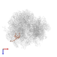 Large ribosomal subunit protein uL13A in PDB entry 5jus, assembly 1, top view.