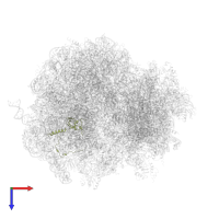 Large ribosomal subunit protein eL21A in PDB entry 5jus, assembly 1, top view.