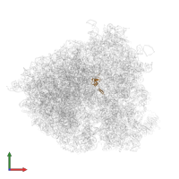 Large ribosomal subunit protein eL43A in PDB entry 5jus, assembly 1, front view.