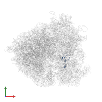 Small ribosomal subunit protein eS26A in PDB entry 5jus, assembly 1, front view.