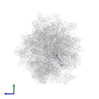 Small ribosomal subunit protein eS26A in PDB entry 5jus, assembly 1, side view.