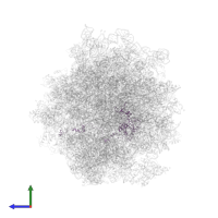 Large ribosomal subunit protein uL4A in PDB entry 5jus, assembly 1, side view.