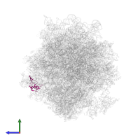 Large ribosomal subunit protein uL11A in PDB entry 5juu, assembly 1, side view.