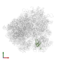 Small ribosomal subunit protein uS7 in PDB entry 5juu, assembly 1, front view.