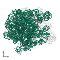 23S ribosomal RNA in PDB entry 5jvg, assembly 1, front view.