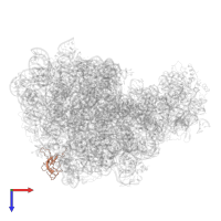 Large ribosomal subunit protein uL24 in PDB entry 5jvg, assembly 1, top view.