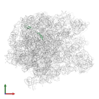 Large ribosomal subunit protein bL32 in PDB entry 5jvg, assembly 1, front view.