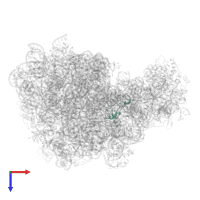 Large ribosomal subunit protein bL35 in PDB entry 5jvg, assembly 1, top view.